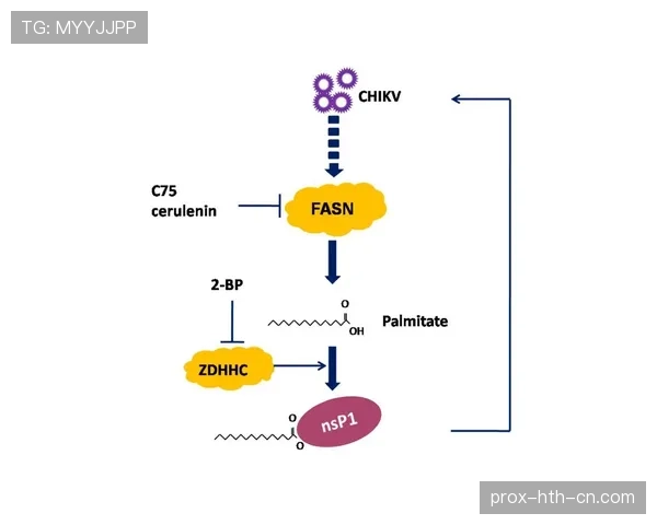 恩佐在攻防转换中的枢纽作用机制解析